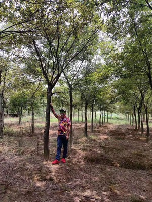 12公分14公分15公分朴树价格/20年苗木种植前景