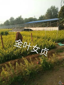 宿根花卉 草花系列 绿化苗木 公司相册 天津旭东苗木种植专业合作社