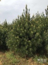西安市高新区多益苗木种植中心