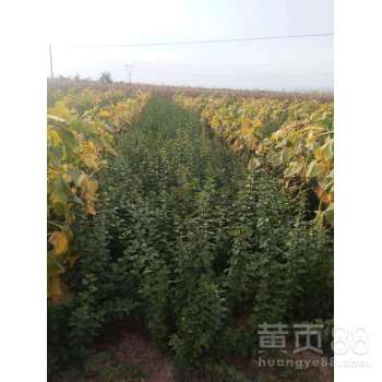【连翘种植几年可收益,连翘苗收益稳定,连翘树苗种植前景好】-