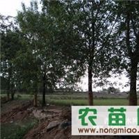白蜡指导价 白蜡厂商 白蜡厂商 图 尽在农苗网 宁夏永宁苗木种植专业合作社