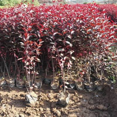 紫叶矮樱种植中心 树苗土球栽植 丛生绿篱紫叶矮樱