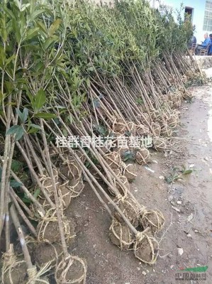 咸宁万桂桂花苗木种植专业合作社