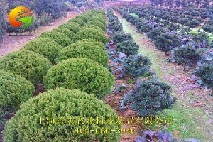 绿化苗木工程苗木专业市场