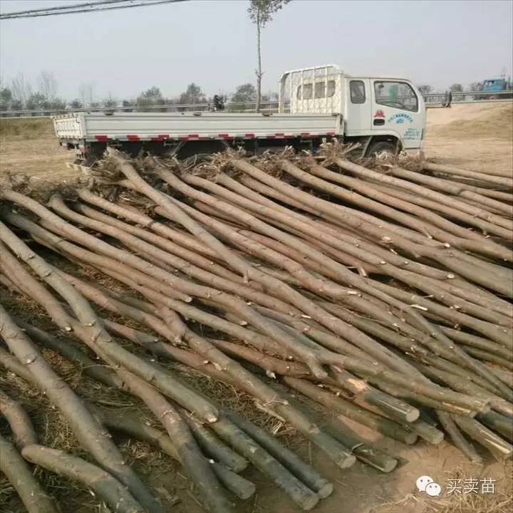 【干货】秋季苗木种植注意事项