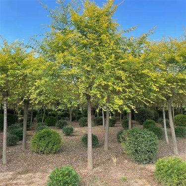 开原市东北苗木种植专业合作社