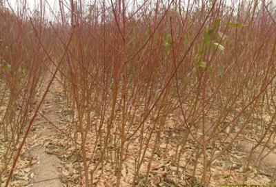 邹城市辉煌苗木种植专业合作社-