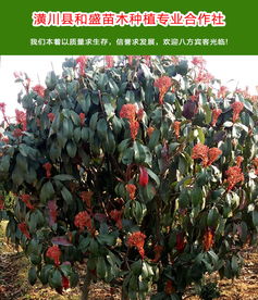 景观树培育 和盛苗木专业种植基地 湖北景观树