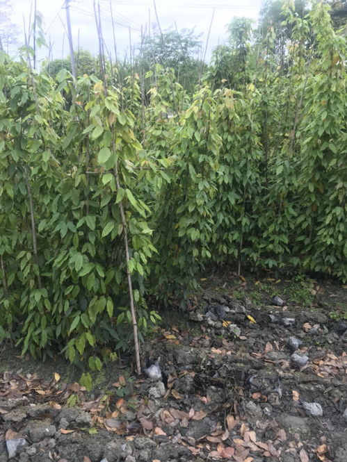 大量供应油麻藤工程苗,油麻藤种植基地,油麻藤四季常绿