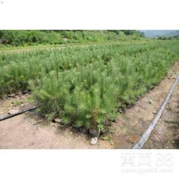 【赤峰营养杯荒山造林苗木种苗批发】-