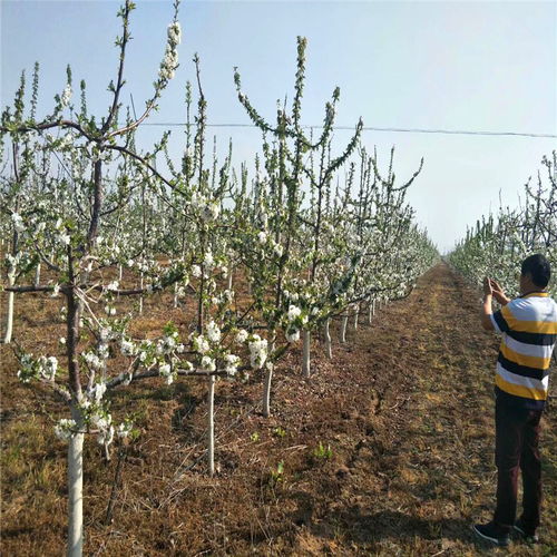 【什么地方可以卖到1年樱桃树苗1年樱桃树苗价格行情】- 