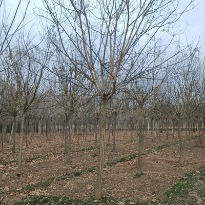 速生国槐 国槐种植基地 国槐树 速生国槐图片-济宁市任城区泰和苗木种植基地