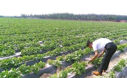农户种植4000公斤红薯亩产,打造国家有机薯类食品先驱品牌