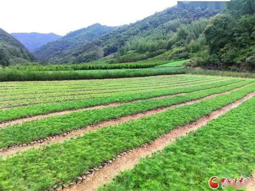 徽县,西北最大苗木基地 种植面积18万亩 产值22亿元