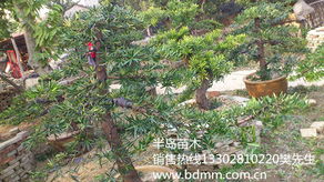 罗汉松苗木 半岛苗木园艺绿化 各种规格罗汉松苗木