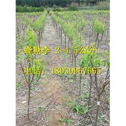 李子树苗种植,李子苗