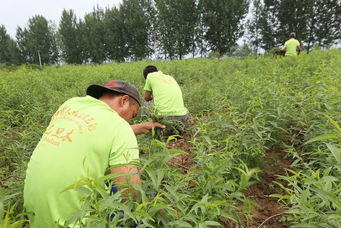 国内哪些地方可以种植巴旦木苗木 山西可以种吗 栽植巴旦木要领