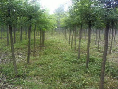 山东刺槐价格/山东刺槐报价/山东刺槐多少钱/山东刺槐种植基地-淄博方林绿化苗木基地提供山东刺槐价格/山东刺槐报价/山东刺槐多少钱/山东刺槐种植基地的相关介绍、产品、服务、图片、价格刺槐、山东刺槐、刺槐种植基地、刺槐供应、刺槐价格、淄博刺槐、