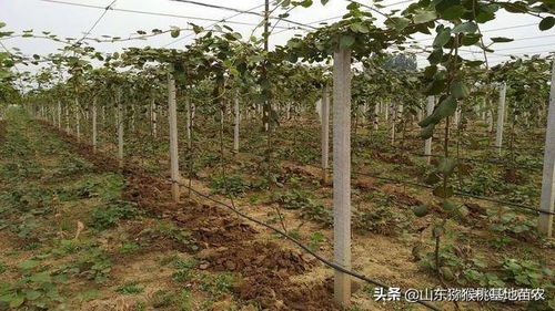 山东淄博博山猕猴桃树苗栽植经验总结,秋冬栽植与春天栽植利弊分析