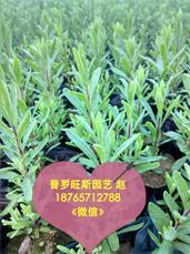 潍坊优惠的薰衣草供应 存活强的薰衣草,潍坊优惠的薰衣草供应 存活强的薰衣草生产厂家,潍坊优惠的薰衣草供应 存活强的薰衣草价格