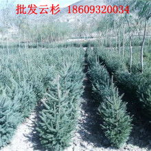 康乐县鸿鑫苗木种植农民合作社 供应产品