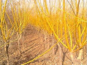 山东青州黄金槐苗木批发种植基地