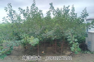 内蒙绿化丛生黄栌种植技术