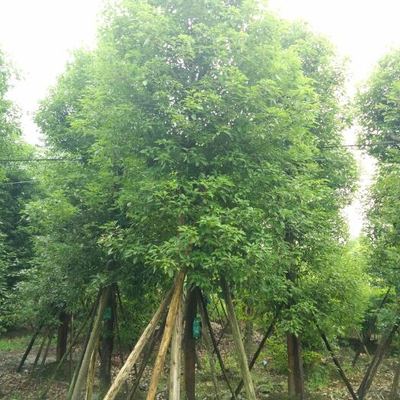 企业家回乡创业,种植苗木带领乡亲脱贫致富