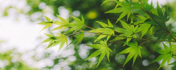 苗木种植前景