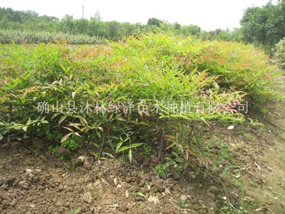 【供应南天竹供应|确山县沐林绿泽苗木种植商铺