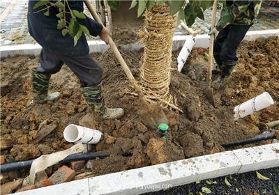 大苗木栽植时的根部护理要点
