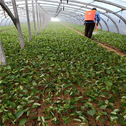 蓝莓苗木种植与采购全攻略