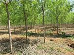 济南白蜡苗木与天津白蜡基地——莱芜市雪野国中苗木种植专业合作社综合服务