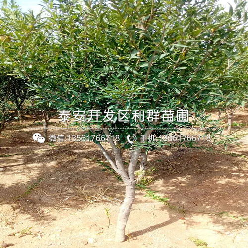 山东泰安石榴树苗销售基地 优质苗木与专业种植指南