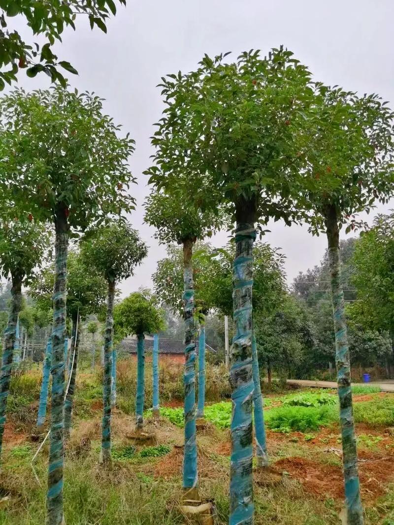 绿恒苗木基地 跨省苗木与花卉种植的专业典范