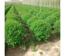 苗木种植产业发展现状与前景探索