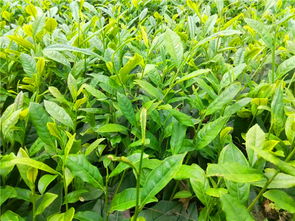 雅安市名山区国锦苗木种植农民专业合作社 花卉种植产品多样，价格实惠