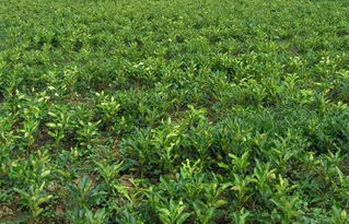 龙吟镇特色农产品 蜜柚苗木种植的发展与前景