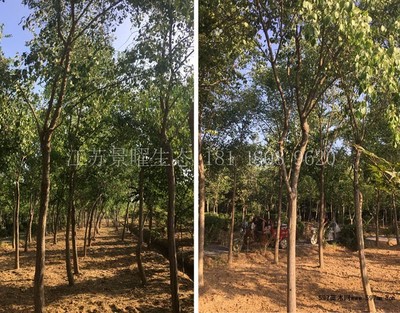 丝绵木图片与苗木种植指南