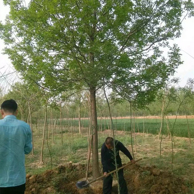 白蜡花卉种植指南