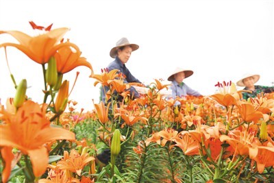 扶贫百合花开，苗木种植铺就致富路