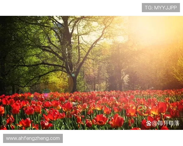 【恵けい】——温暖人心，点亮生活的美好馈赠
