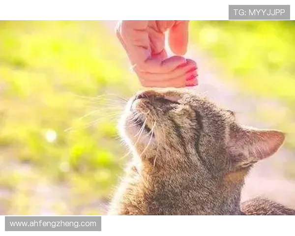 当狗爱上猫：一场跨越物种的心动奇缘